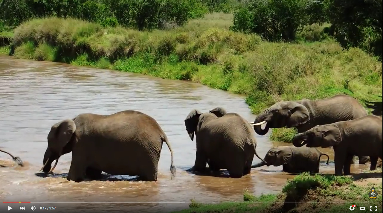 Ελεφαντάκι παρασύρεται από το νερό