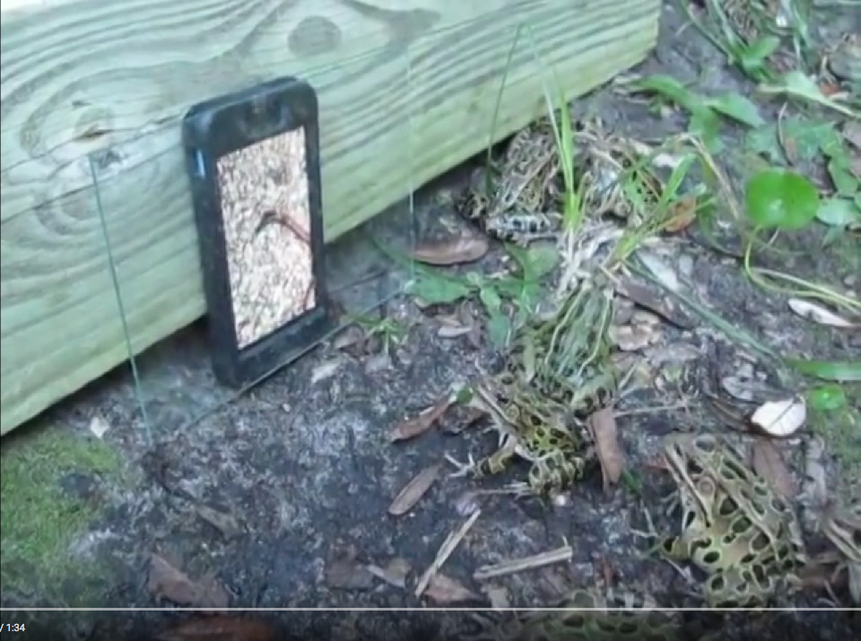 Βάτραχοι παρακολουθούν έντομα σε iPhone