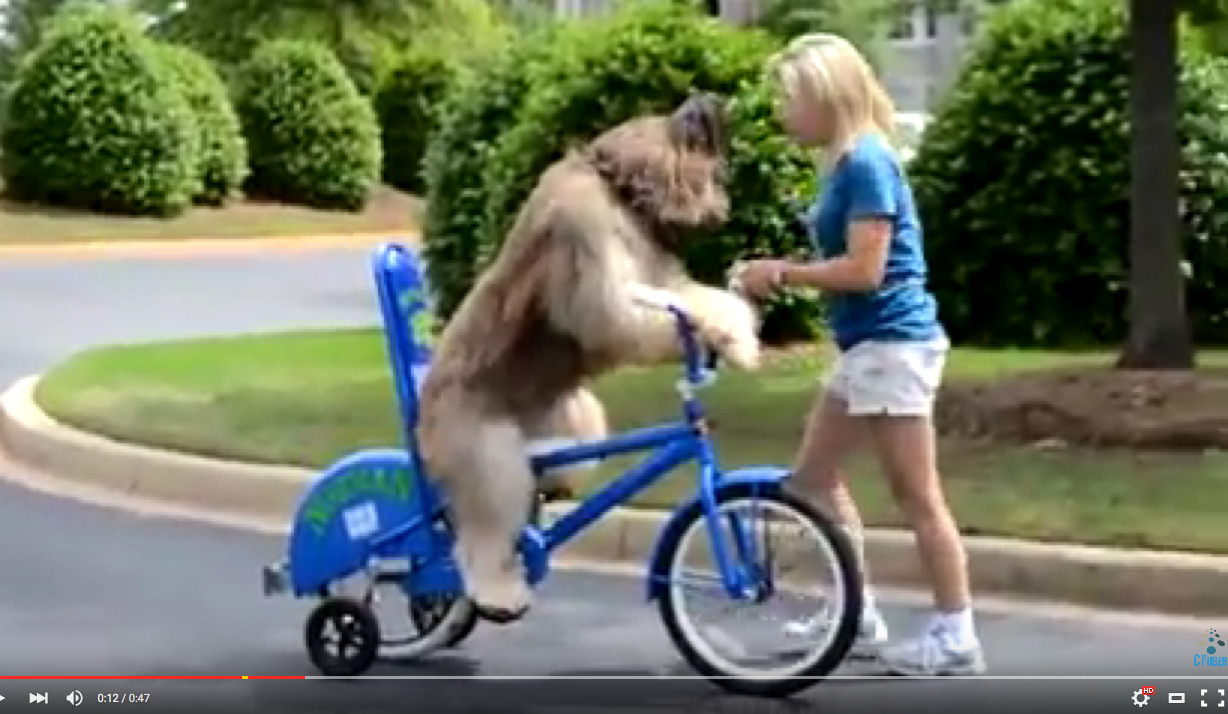 Σκύλος μαθαίνει… ποδήλατο