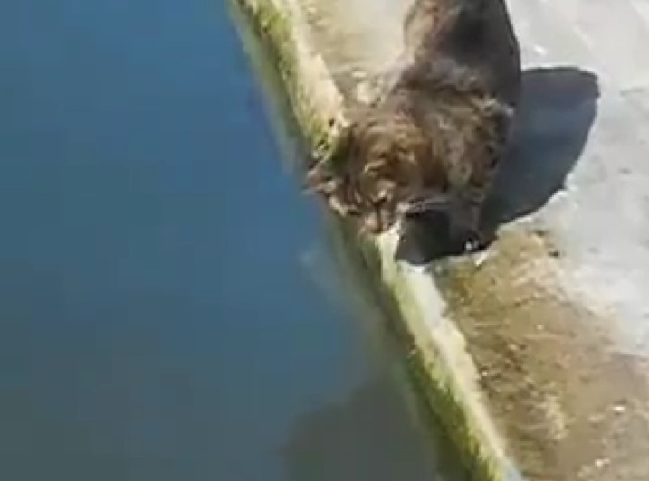 Γάτα ψαρεύει