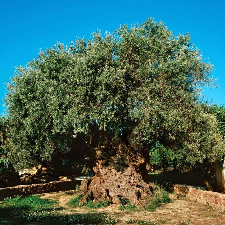 Η αρχαιότερη ελιά του κόσμου