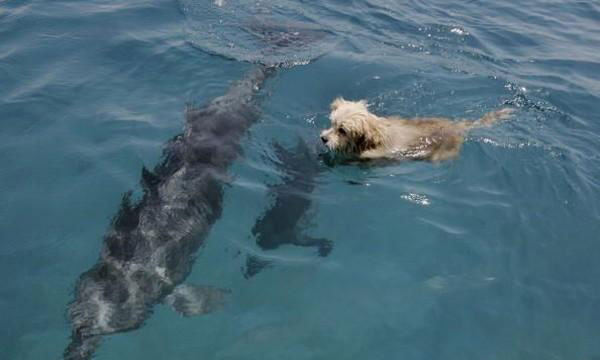 Σκύλος και δελφίνι